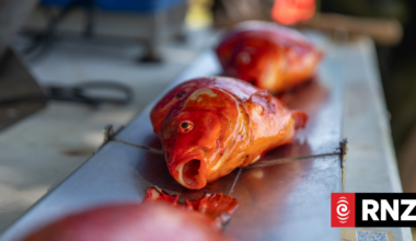 Pest cull at Auckland's Western Springs Lake using electrocurrents