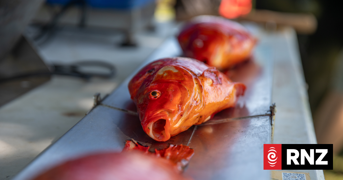 Pest cull at Auckland's Western Springs Lake using electrocurrents