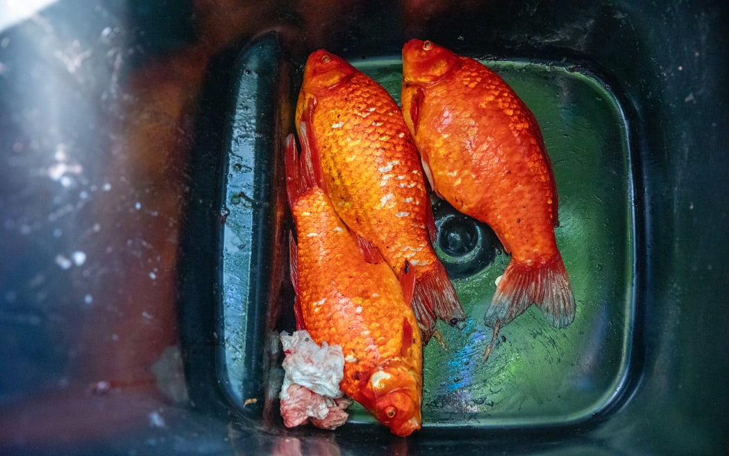 Invasive fish being caught and eliminated in Western Springs