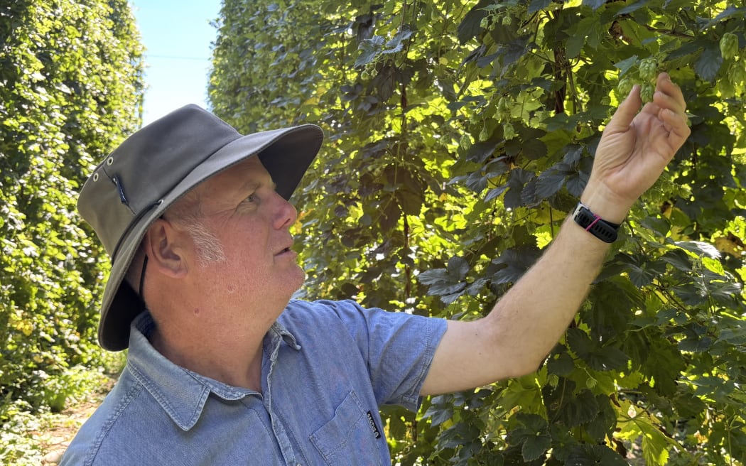 Bioeconomy Science Institute hop breeder Kerry Templeton has spent the last five years working on the development of new hop variety NZ Rhapzody.