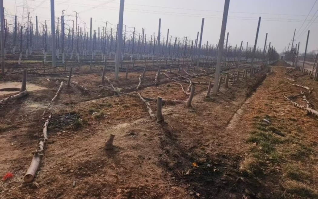 Illegal Scilate apple trees have been destroyed in a Gansu province orchard.