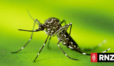 Cook Islands reports first dengue death, amid increase in outbreak