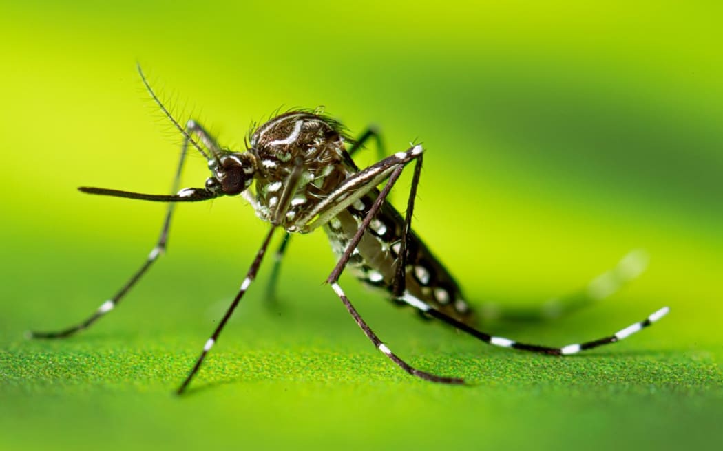 Aedes aegypti mosquitos can carry the dengue virus, spreading it between people.