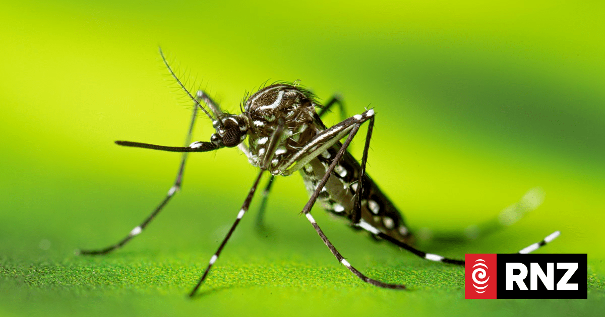 Cook Islands reports first dengue death, amid increase in outbreak