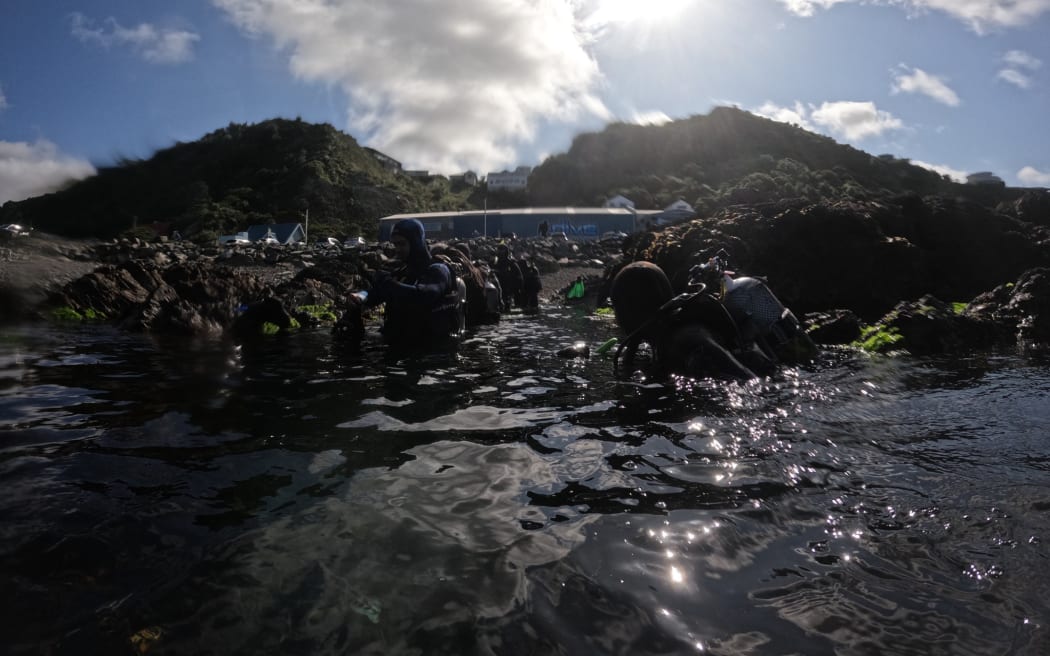 Dive Wellington runs sessions in the Taputeranga Marine Reserve almost everyday. 