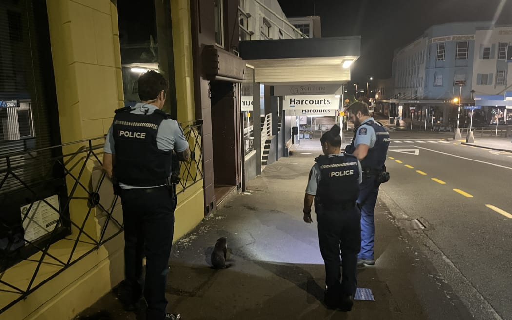 Police staff escorting a seal pup that had made its way into New Plymouth CBD back to the foreshore.