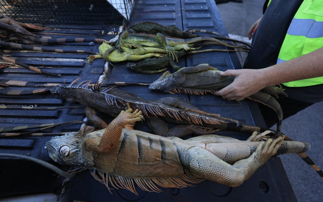 HOLLYWOOD, FLORIDA - FEBRUARY 02: Cold-stunned as well as dead green iguanas lie in the back of a pickup truck after being collected by Redline Iguana Removal services during a cold spell on February 02, 2026, in Hollywood, Florida. South Florida has seen back-to-back nights of overnight temperatures in the mid-thirties. The cold-blooded invasive species fall from trees when temperatures get too low. Blake Wilkins, a trapper for Redline Iguana Removal, said in the last two days, they have collected about 2500 iguanas, and he has never seen anything like it in his years of trapping.   Joe Raedle/Getty Images/AFP (Photo by JOE RAEDLE / GETTY IMAGES NORTH AMERICA / Getty Images via AFP)