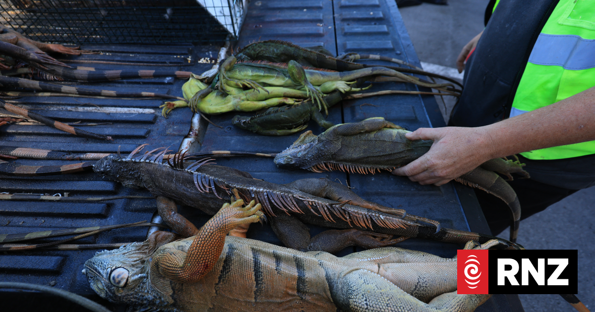 People collect frozen iguanas as US cold snap continues to bite