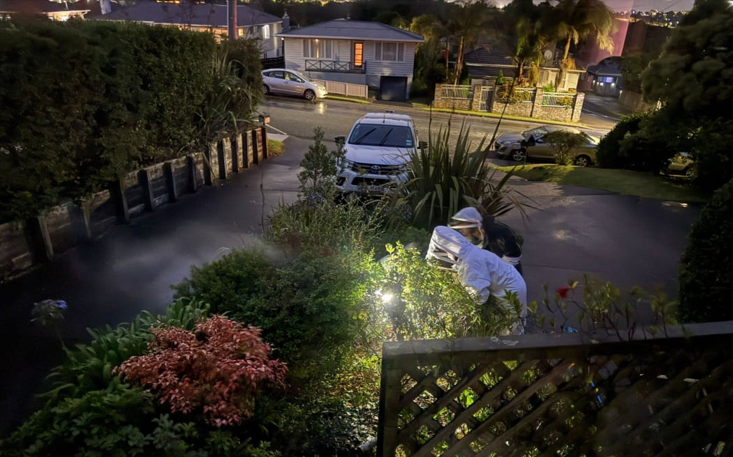 MPI officers removing a yellow-legged hornets nest from a property in Glenfield.
