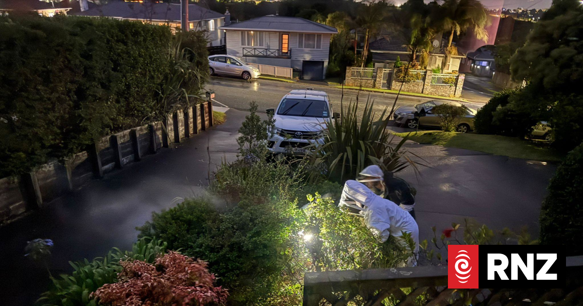 North Shore resident stung by yellow-legged hornet wants neighbours to stay vigilant