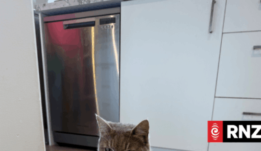 Feline sausage roll thief on the prowl in Kerikeri