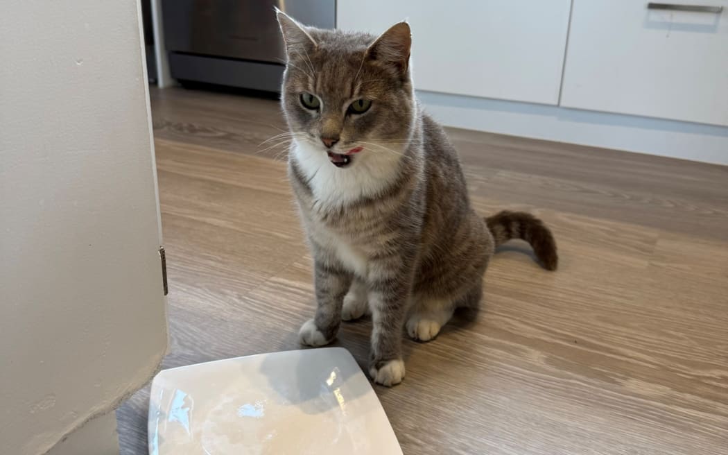 Bella the cat burglar