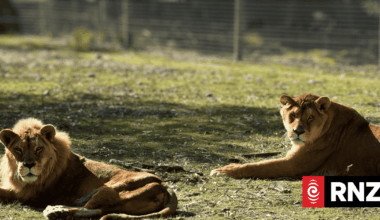 'They will be deeply missed': Orana Wildlife Park's family of lions euthanised