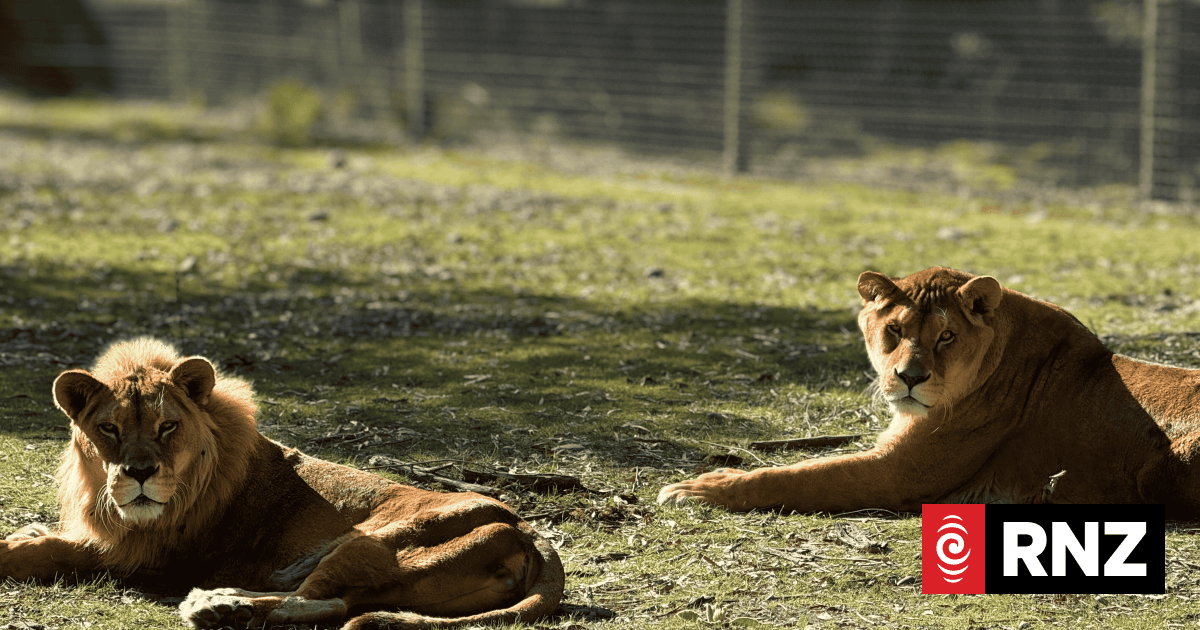 'They will be deeply missed': Orana Wildlife Park's family of lions euthanised