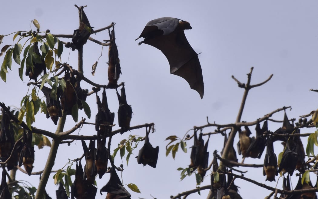 A bat flies between trees in Nagaon District, Assam, India, on February 1, 2026. (Photo by Anuwar Hazarika/NurPhoto) (Photo by ANUWAR HAZARIKA / NurPhoto via AFP)