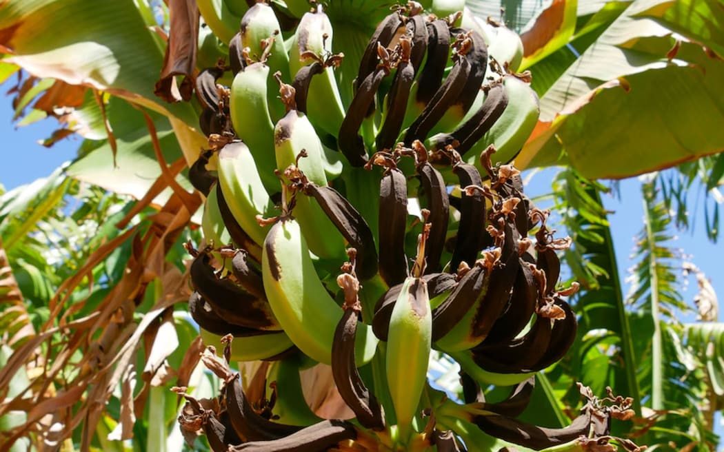 Bananas were cooked in the skins, but Ben Whitcroft says he does not know how much damage the trees have incurred.