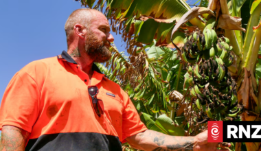 Australian heatwave causes almost $1 million in crop losses to Gascoyne fruitgrowers