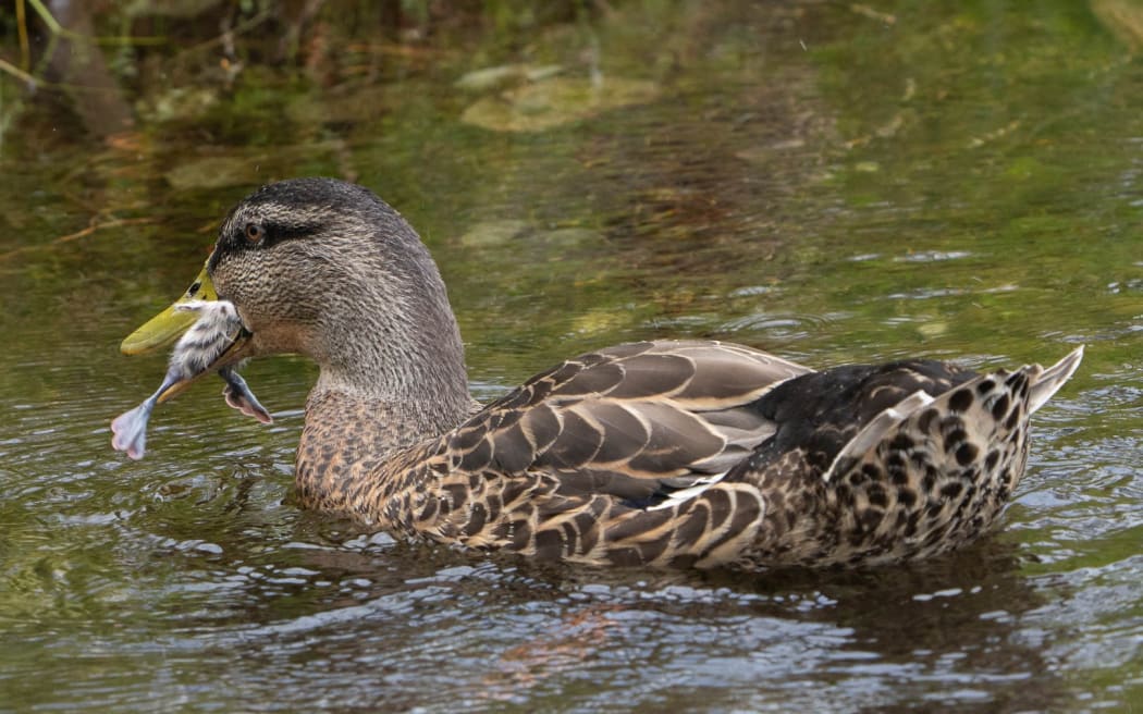 Mallard ducks have recently been preying on pūteketeke chicks in the Mackenzie Basin