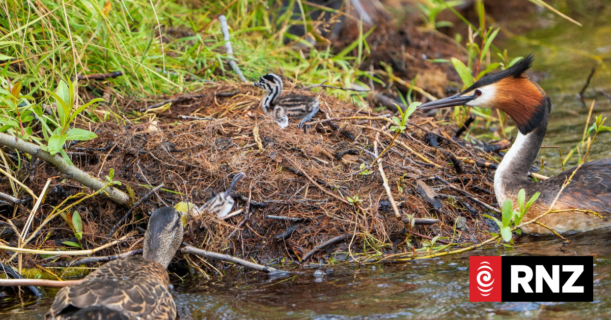 Ducks euthanised after found hunting and killing native pūteketeke chicks