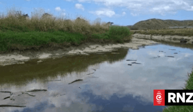 Hundreds of eels died due to natural 'blackwater event', tests show