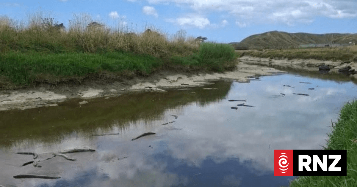 Hundreds of eels died due to natural 'blackwater event', tests show