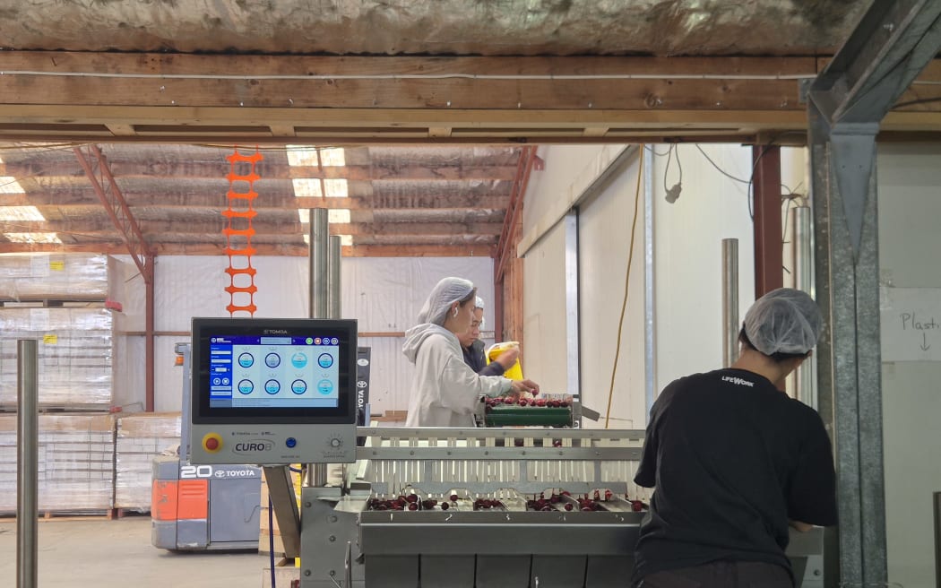 Technology helps ensure the quality of the fruit being picked.