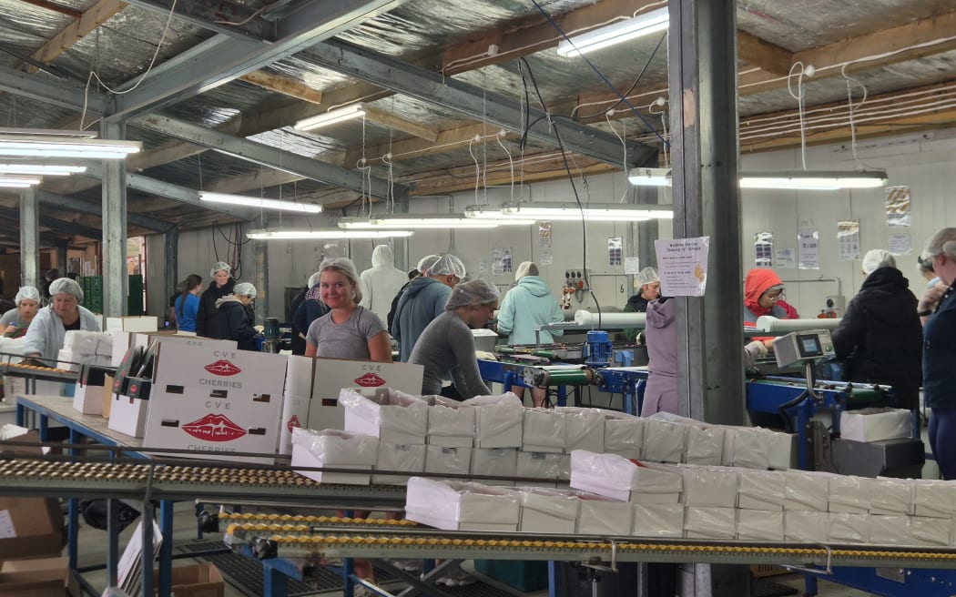At the peak harvest period, Clyde Orchards has about 150 staff working - picking and packing.