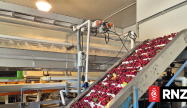 Country Life: Behind the scenes of Central Otago's cherry harvest