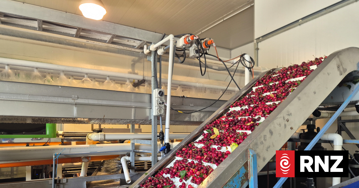 Country Life: Behind the scenes of Central Otago's cherry harvest