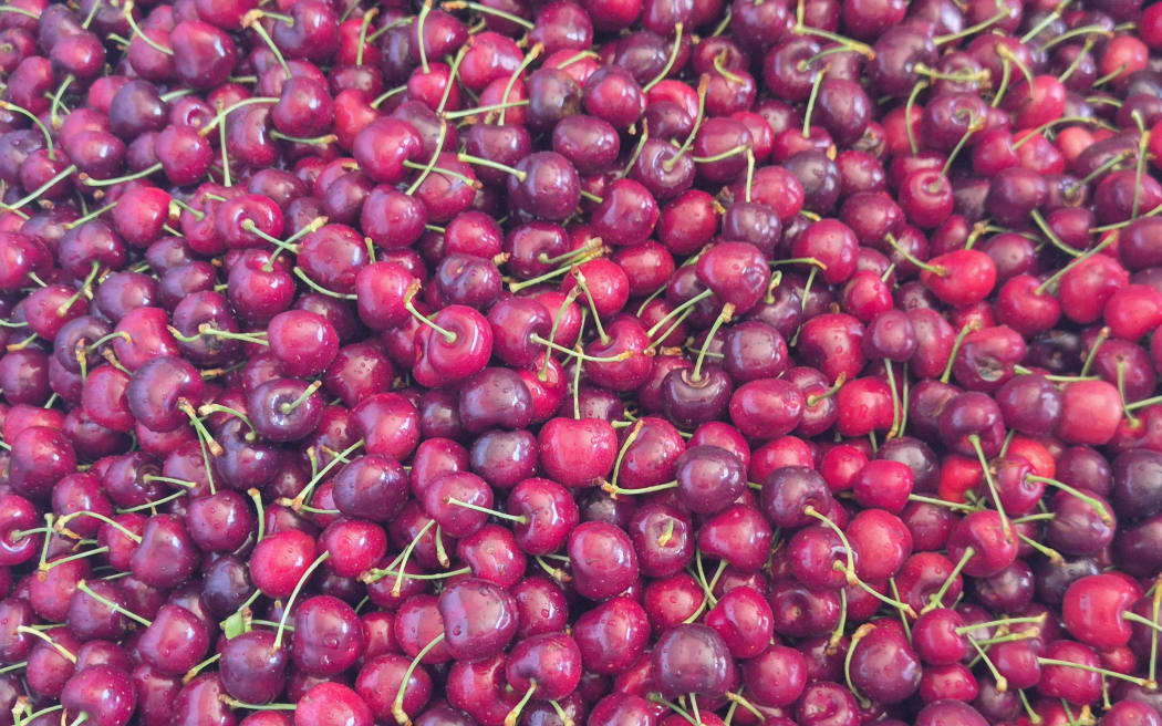 Many of the cherries will be destine for export markets ahead of the Chinese Lunar New Year period.