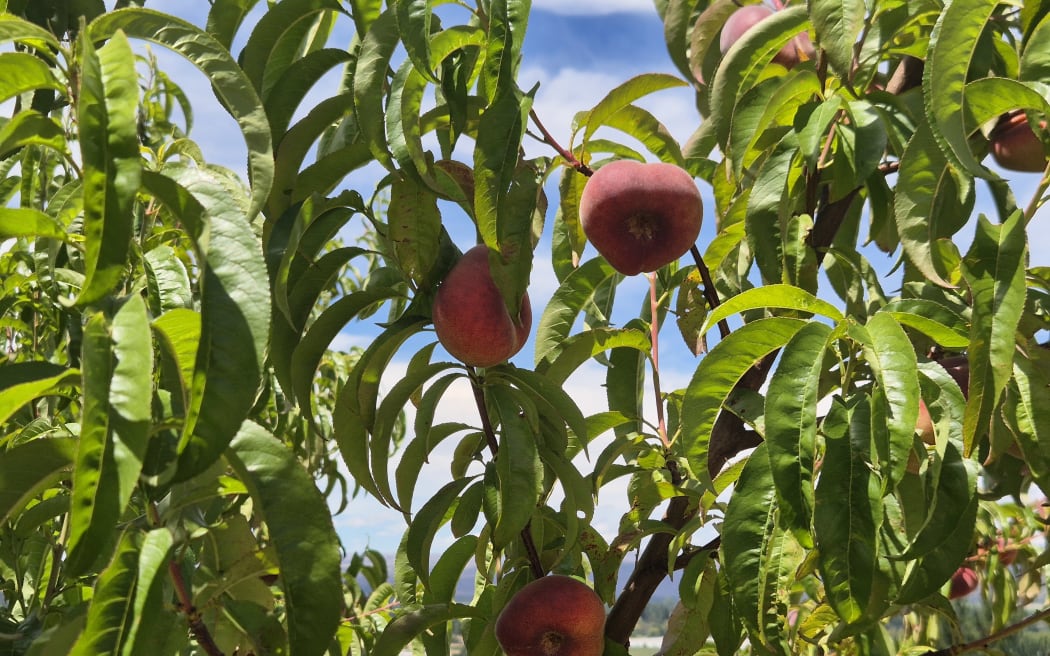 Clyde Orchards also grows a range of flat peaches known as flattos.