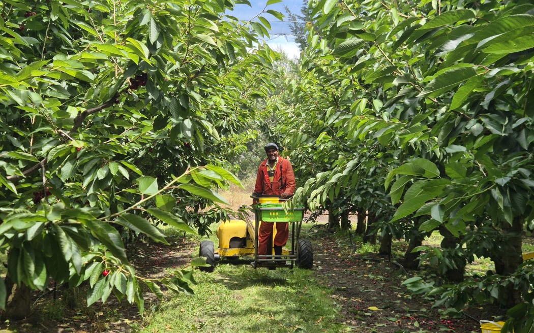 The team uses Hydralada Platforms to pick cherries.