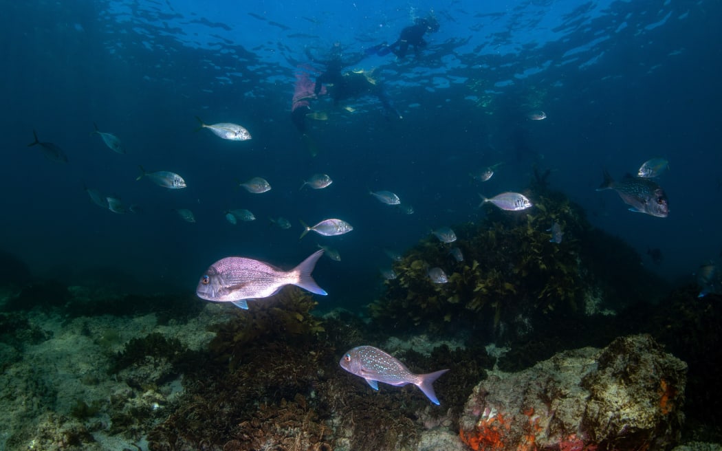 Fish are returning to Maitai Bay’s depleted reefs.