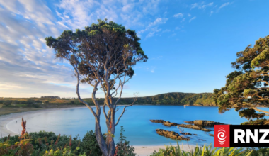 Sea life returns to Maitai Bay, eight years after local hapū declares unofficial fishing ban