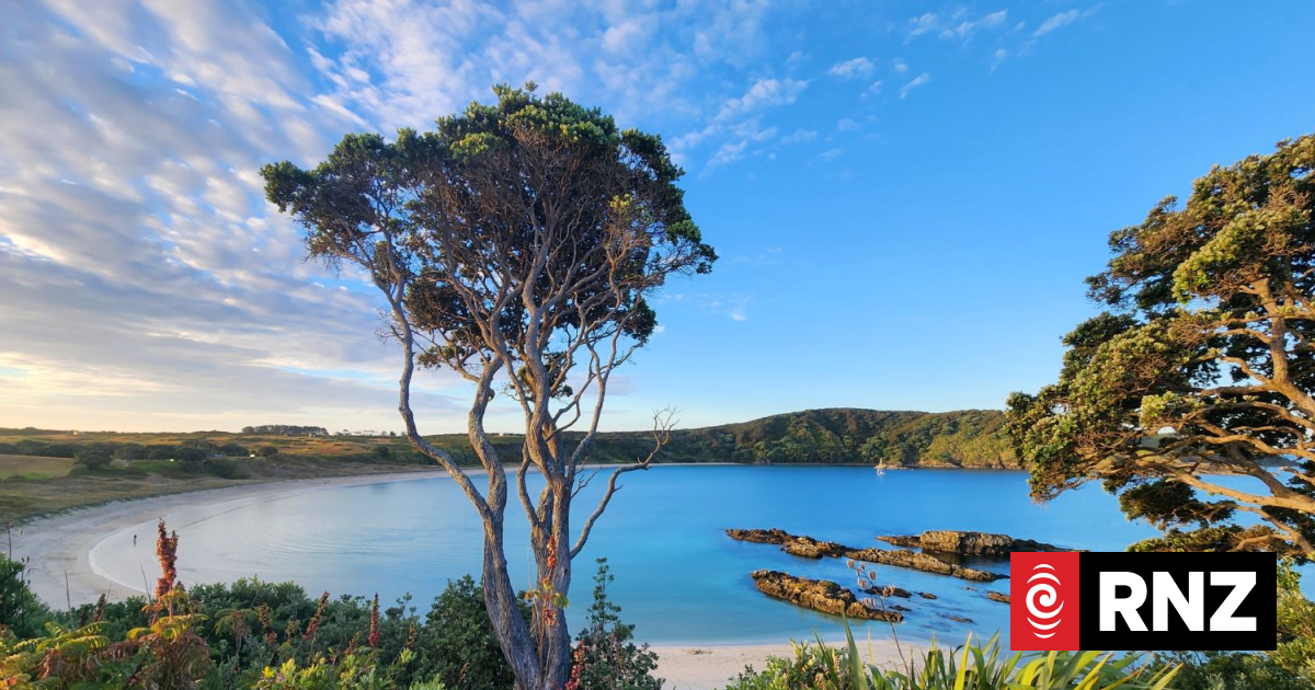 Sea life returns to Maitai Bay, eight years after local hapū declares unofficial fishing ban