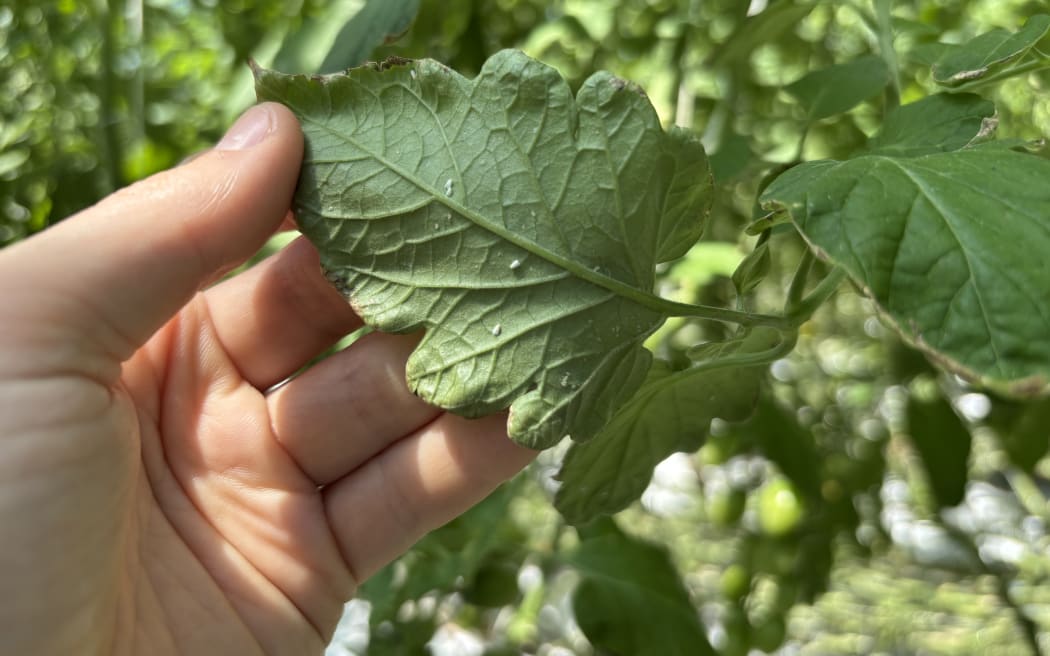 Close up shot of the underside of a tomato leaf with white fly on it. The whitefly are tiny, sesame sized white specks.