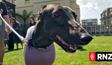 Pet bonds pass 1700 mark in first months of new system