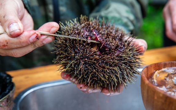 Chef Kealoha Domingo prepares a Kina.
