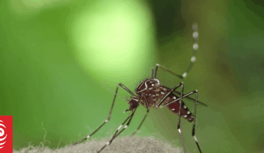 Cook Islands reports dengue death, amid increase in outbreak