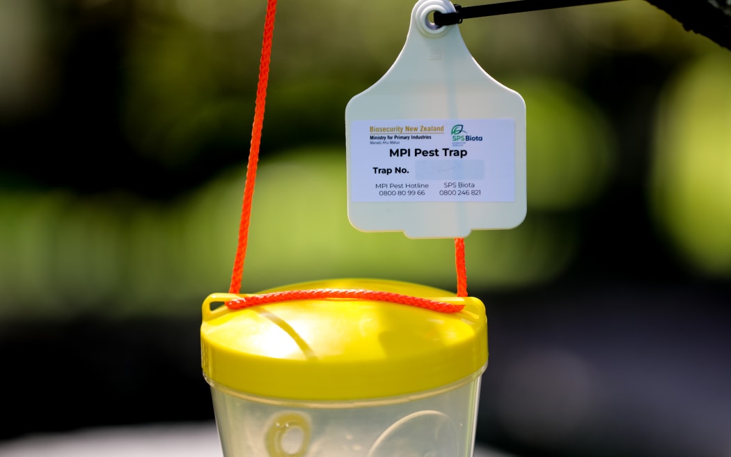 Biosecurity New Zealand is using traps and genetic testing to hit back against the threat of yellow-legged hornets.