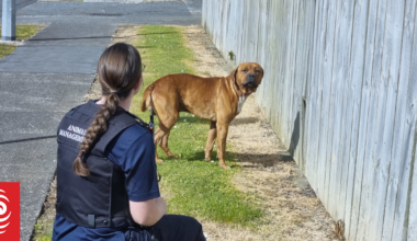 'Calling for change for almost a year'; Hopes government will act after dog killing