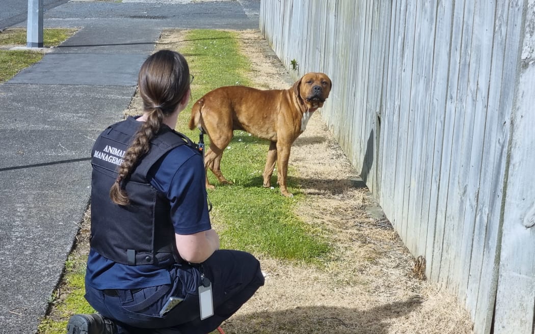 An animal control officer communicates with a roaming dog.