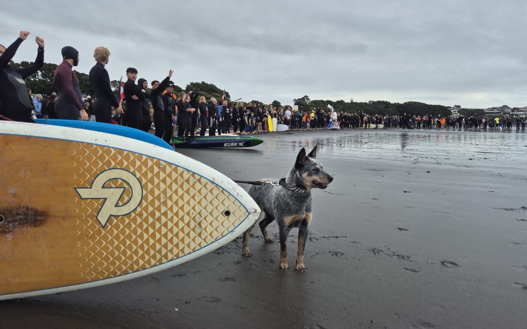 a curious dog wave watching