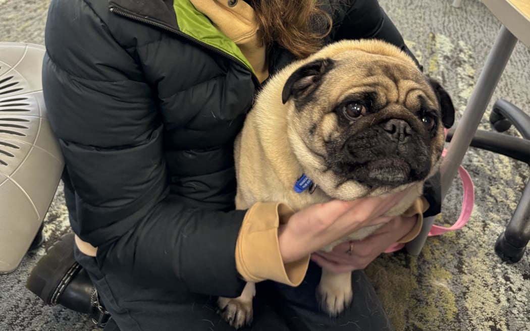 Northern Health School is pleading for the return of their volunteer therapy dog Doug.