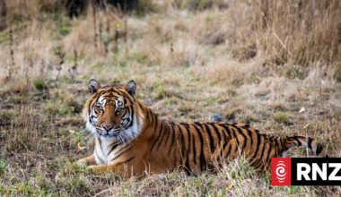 Virus kills dozens of tigers in Thailand park