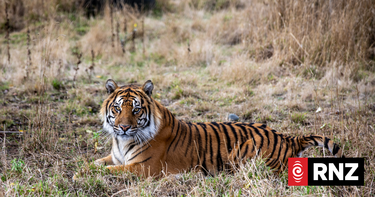 Virus kills dozens of tigers in Thailand park