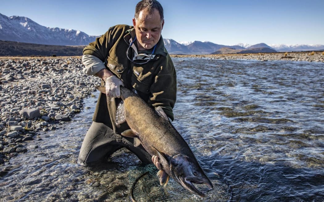 North Canterbury Fish & Game Council chief executive Rasmus Gabrielsson undertaking DNA sampling of salmon in the upper Rakaia