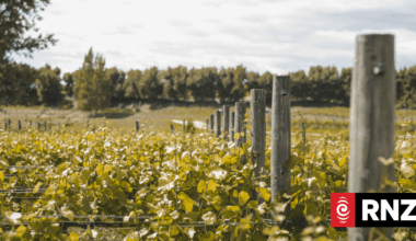 The wine industry headache | RNZ News