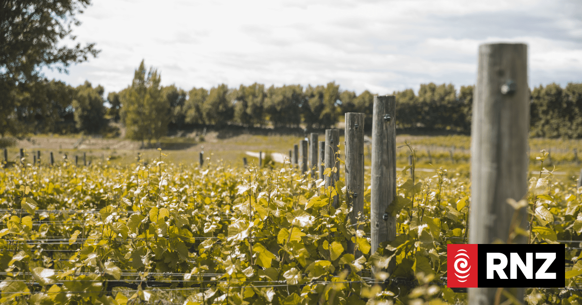 The wine industry headache | RNZ News