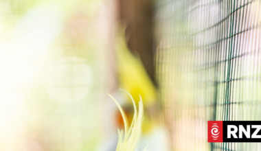 Drainlayer, panel beater loses fight for cover from ACC for lung disease because of pet parrot